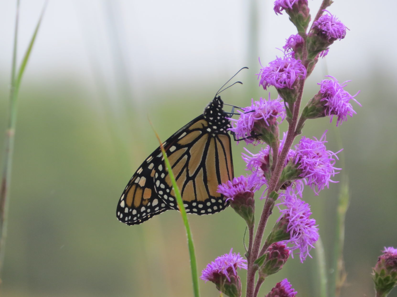 Monarch butterfly